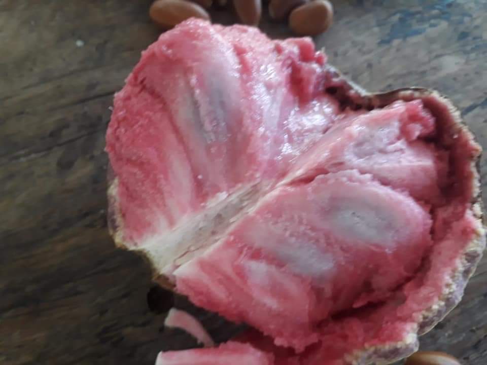 Annona macroprophyllata "Rosa Pastel"