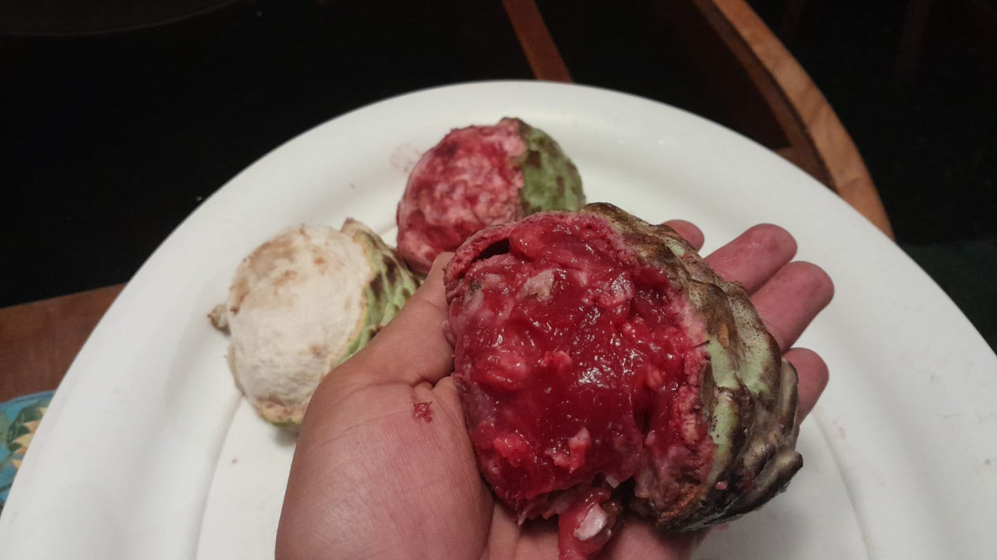 Annona macroprophyllata "Red Magenta"