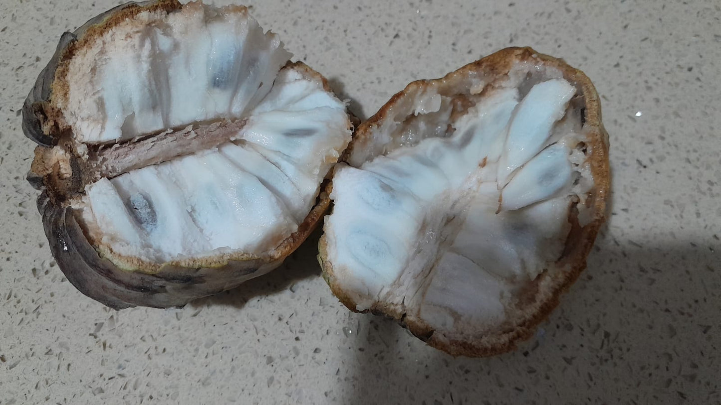 Annona macroprophyllata "Tropical Snow"