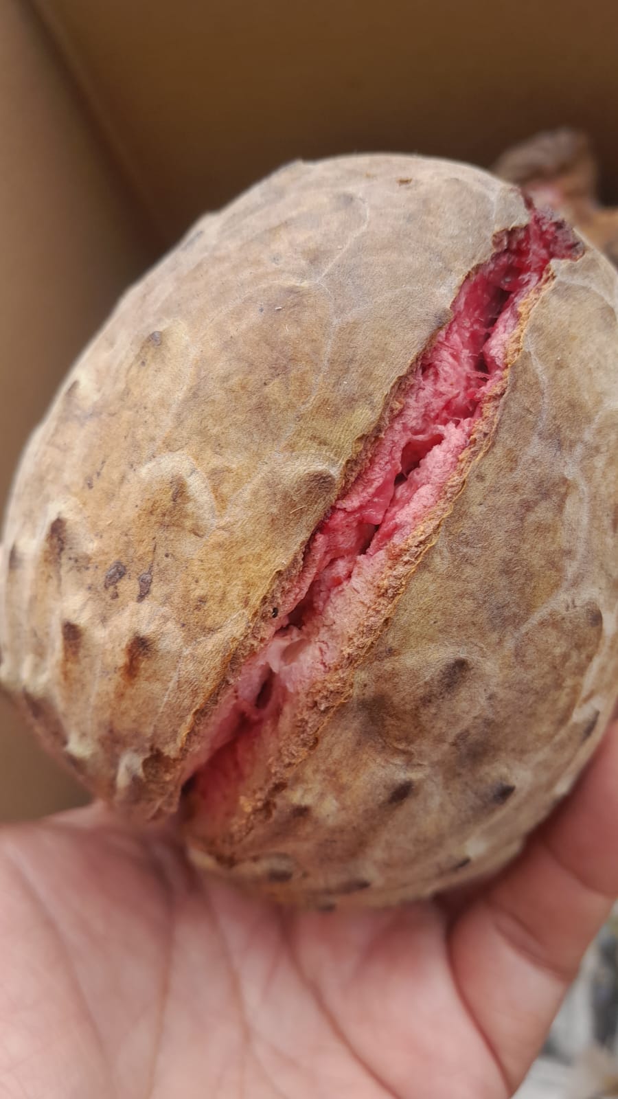 Annona macroprophyllata "Heart of Rose"
