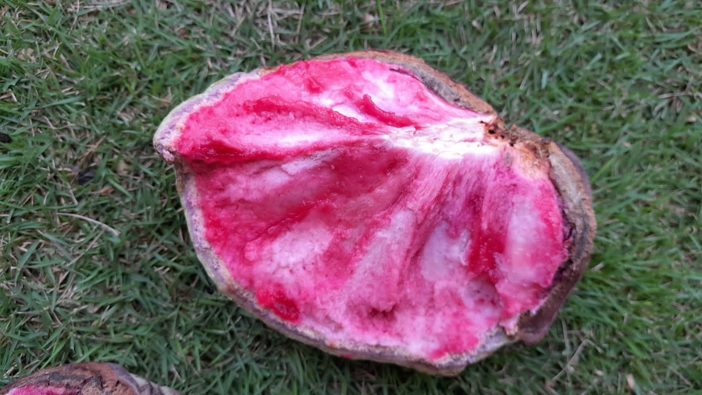 Annona macroprophyllata "Red Fruit Nougat"