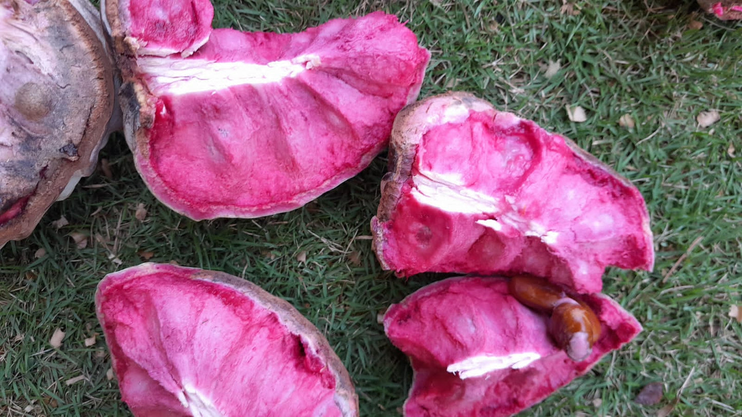 Annona macroprophyllata "Red Fruit Nougat"