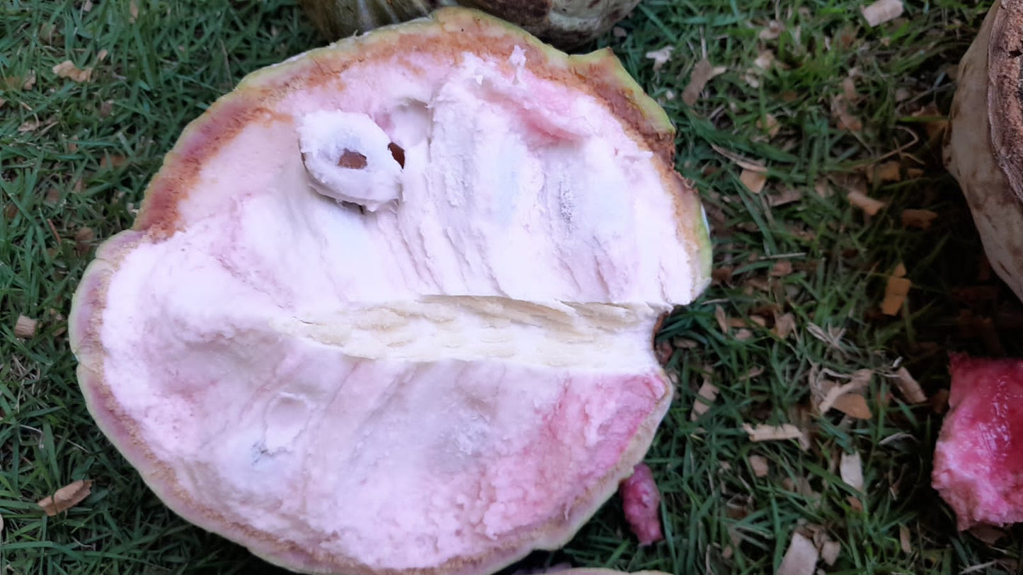 Annona macroprophyllata "Scented Guatemalan"