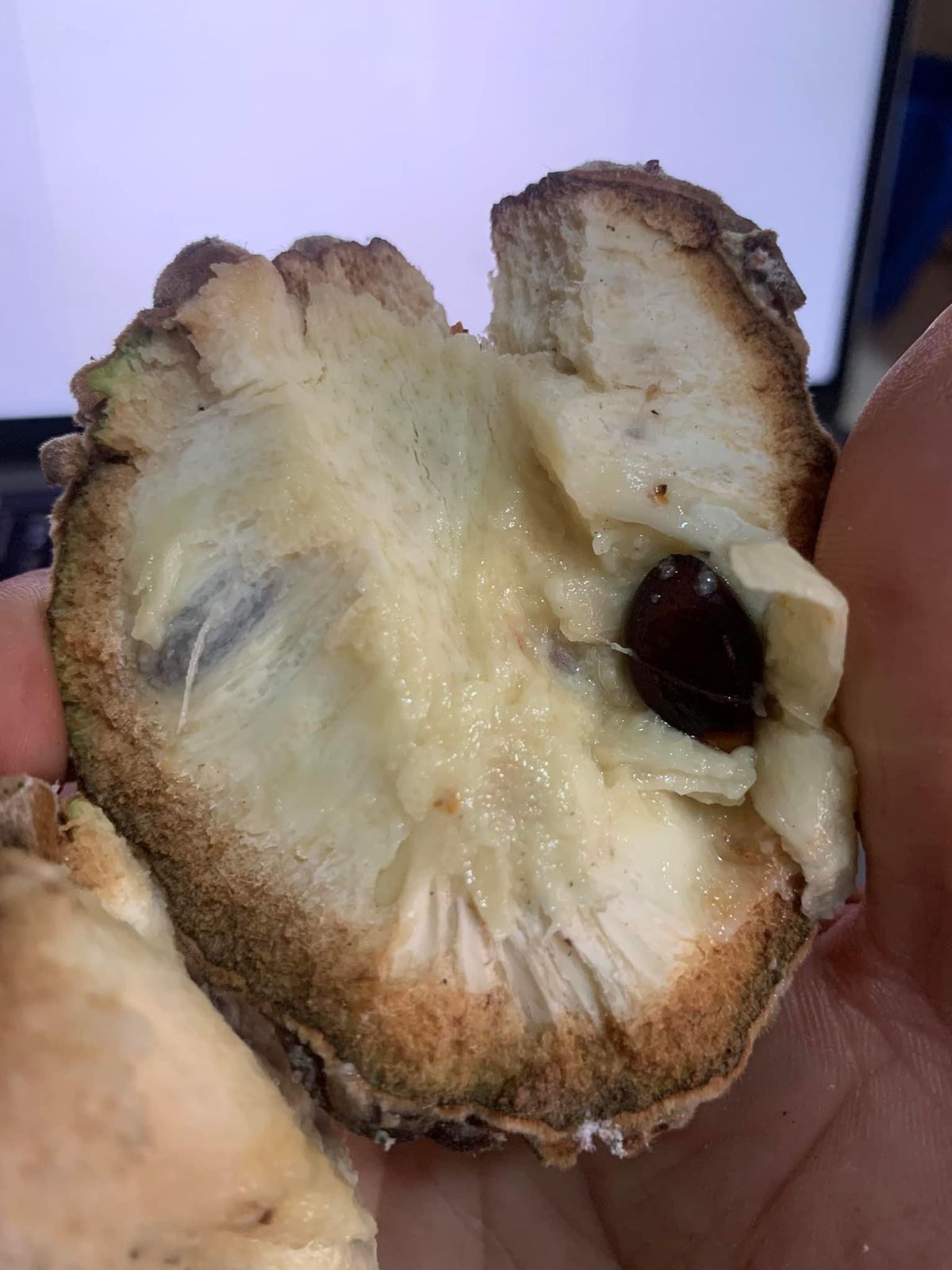 Annona monticola "Pineapple Haze"