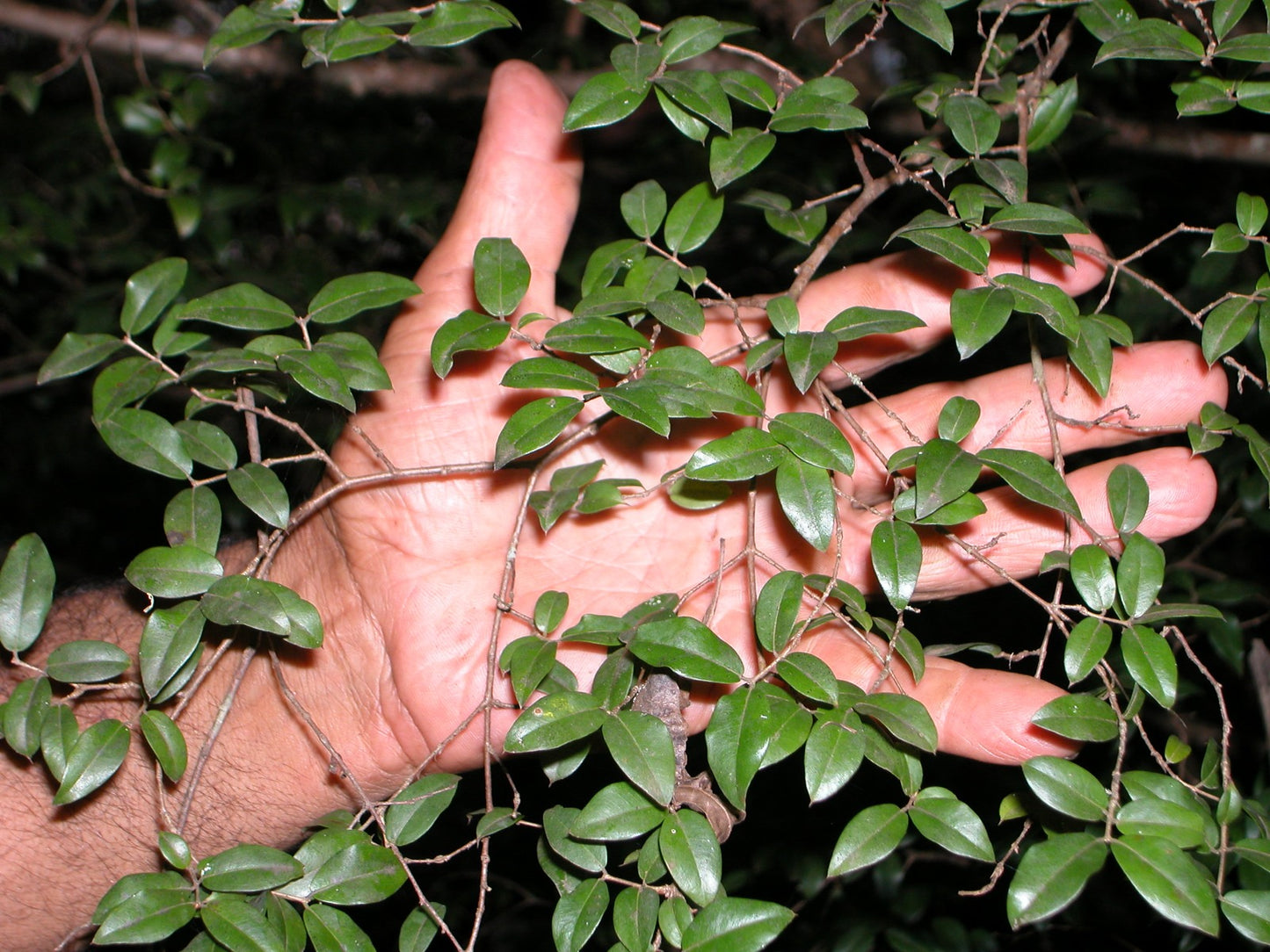 Plinias sp. "Miúda de bico" (Vilela's A1)