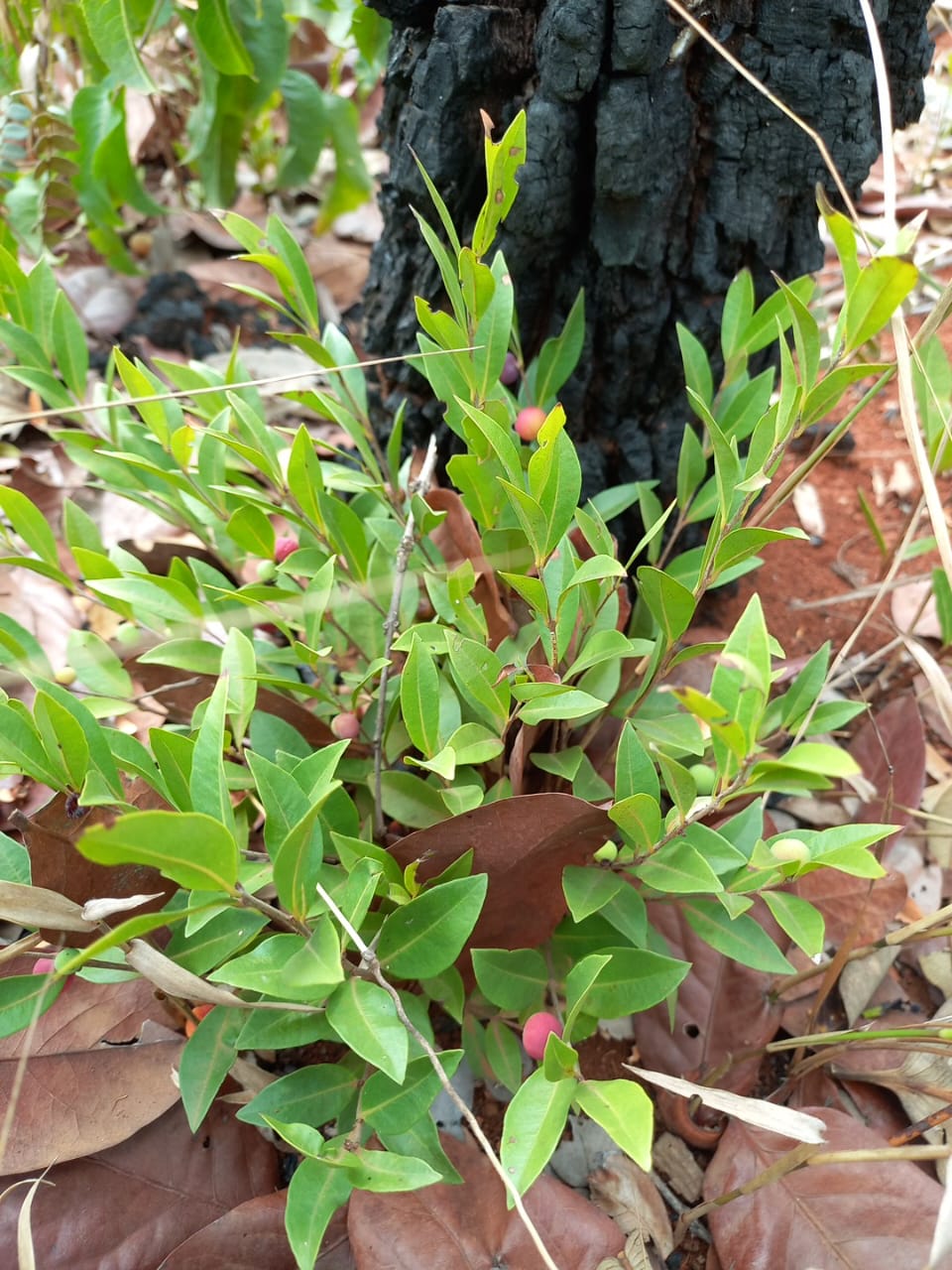 Myrciaria sp. "Vermelha"
