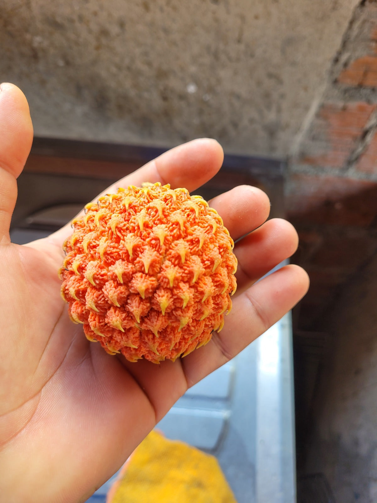 Duguetia echinophora "Mata Roma"