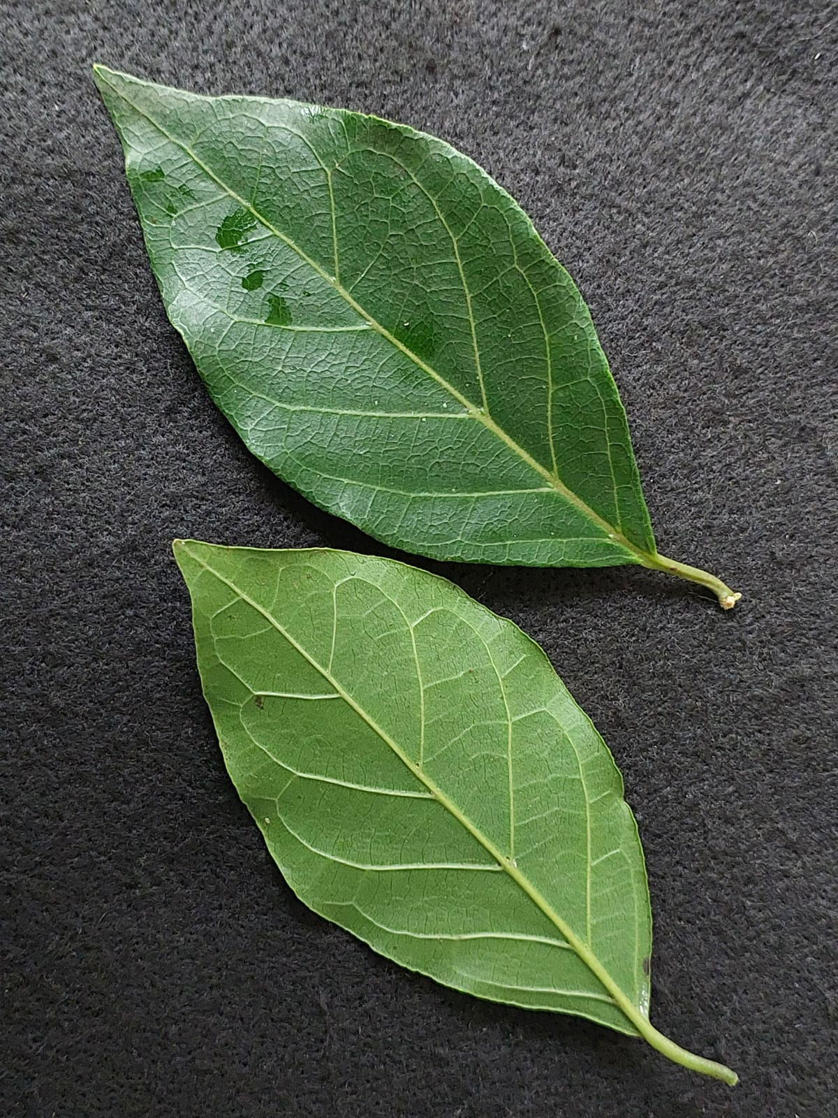 Campomanesia guaviroba