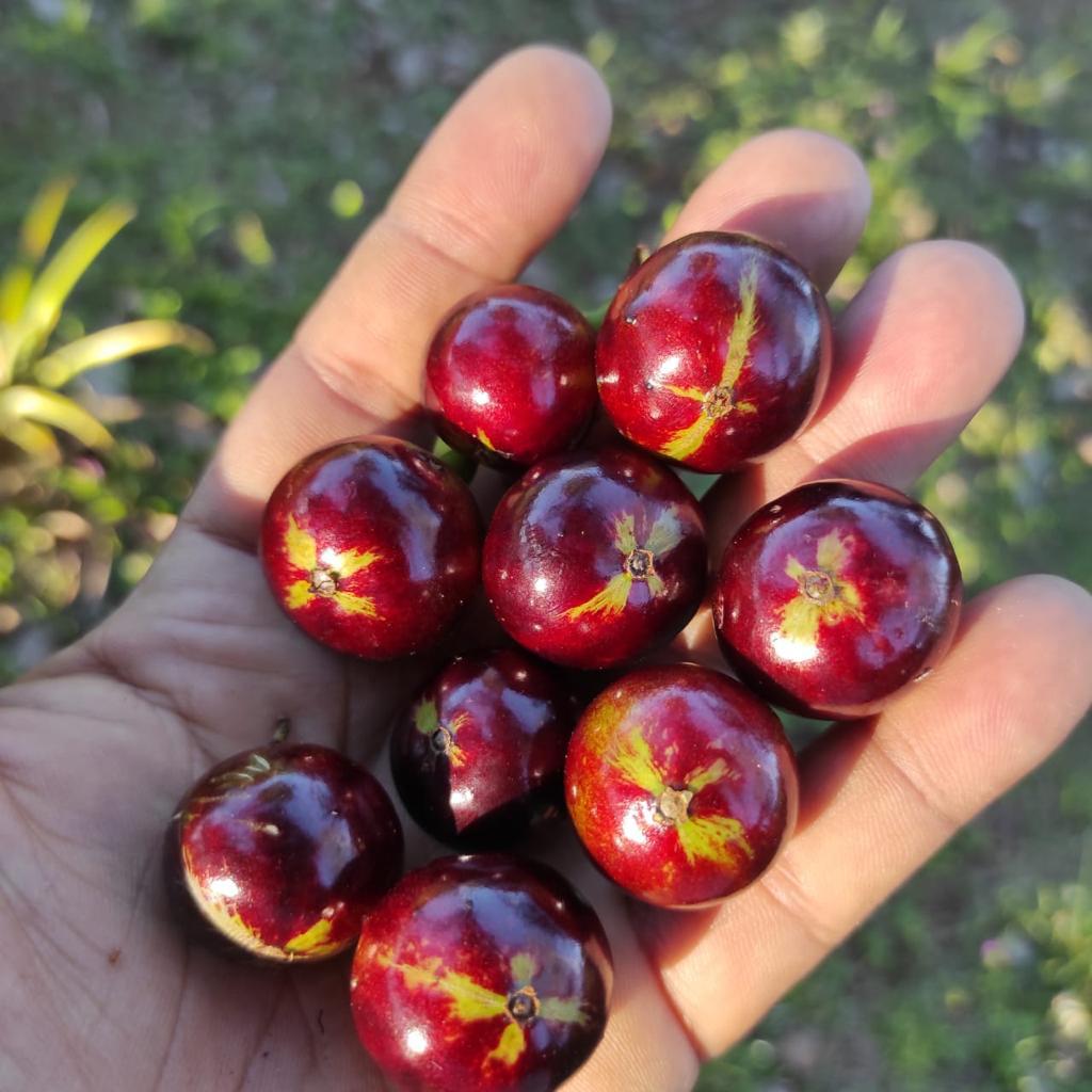 Plinia sp. "Jabuticaba de cruz top da Bahia"