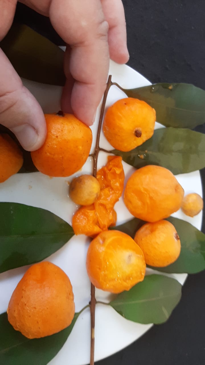 Eugenia beauperiana "Tijucas"