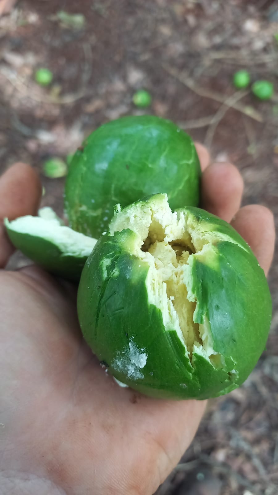 Pouteria kossmanniae