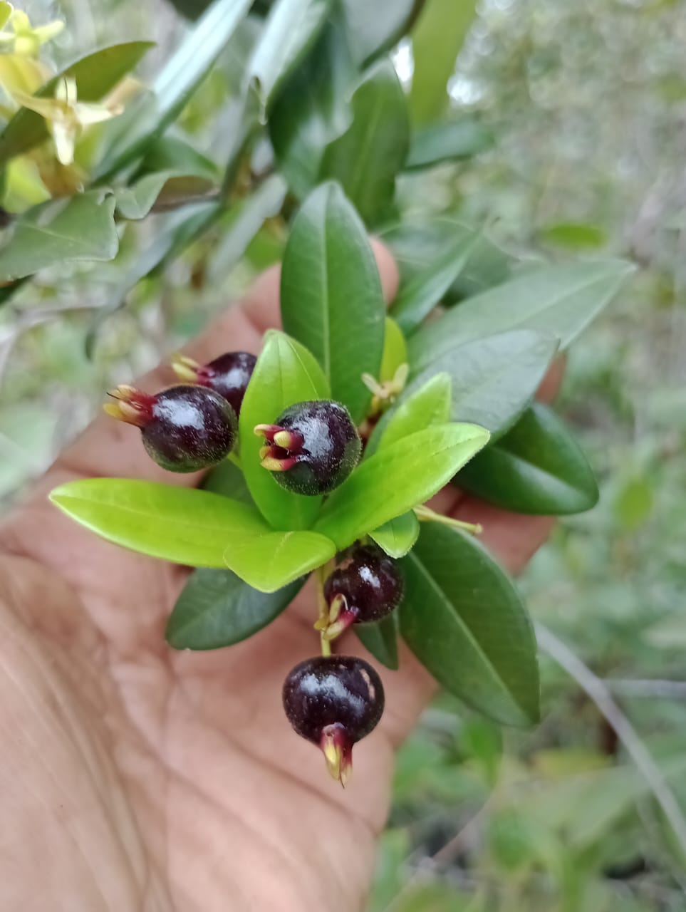 Eugenia sp. 'Beach Fuzzy Grumichama'