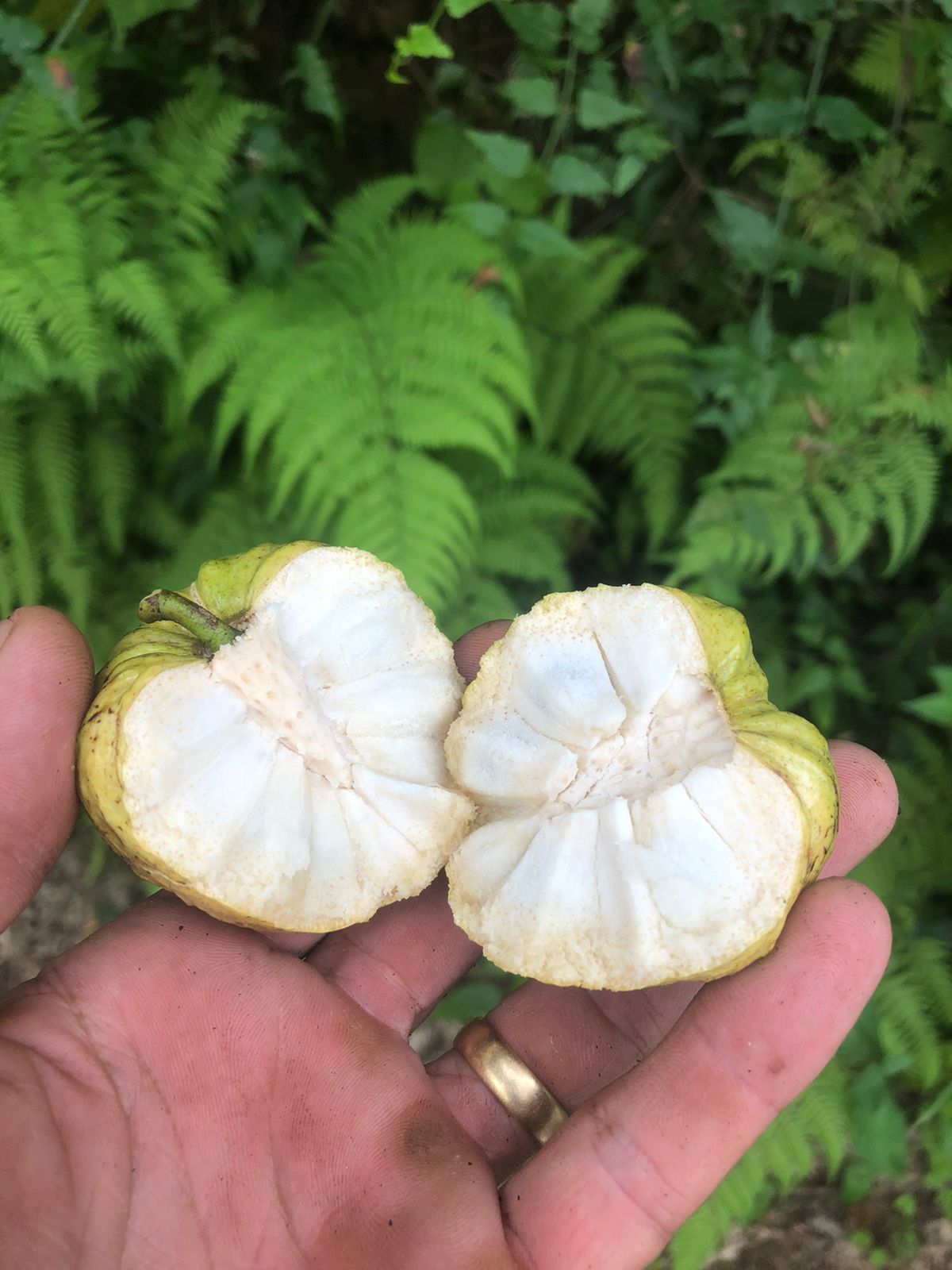 Annona rugulosa