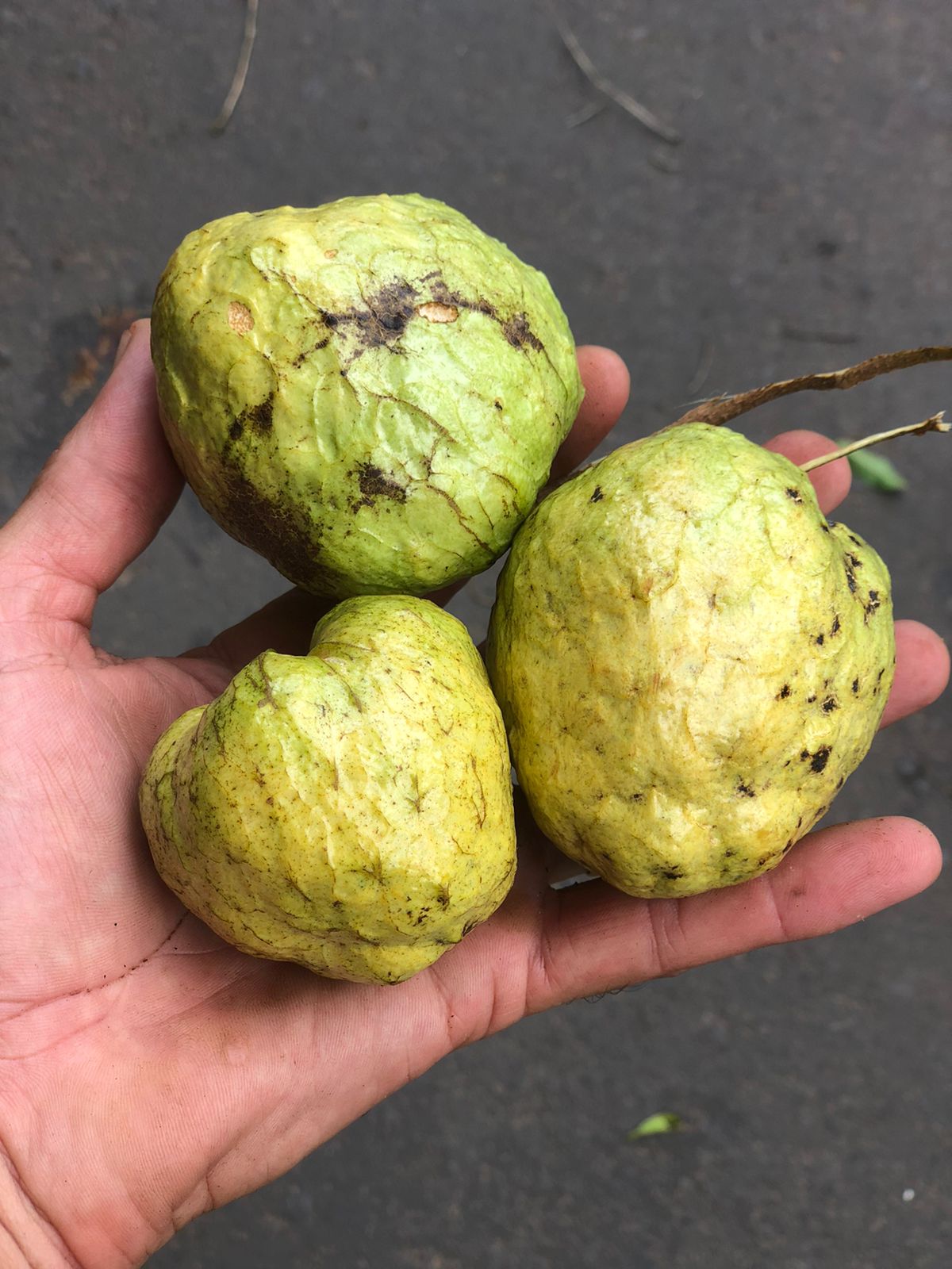 Annona rugulosa