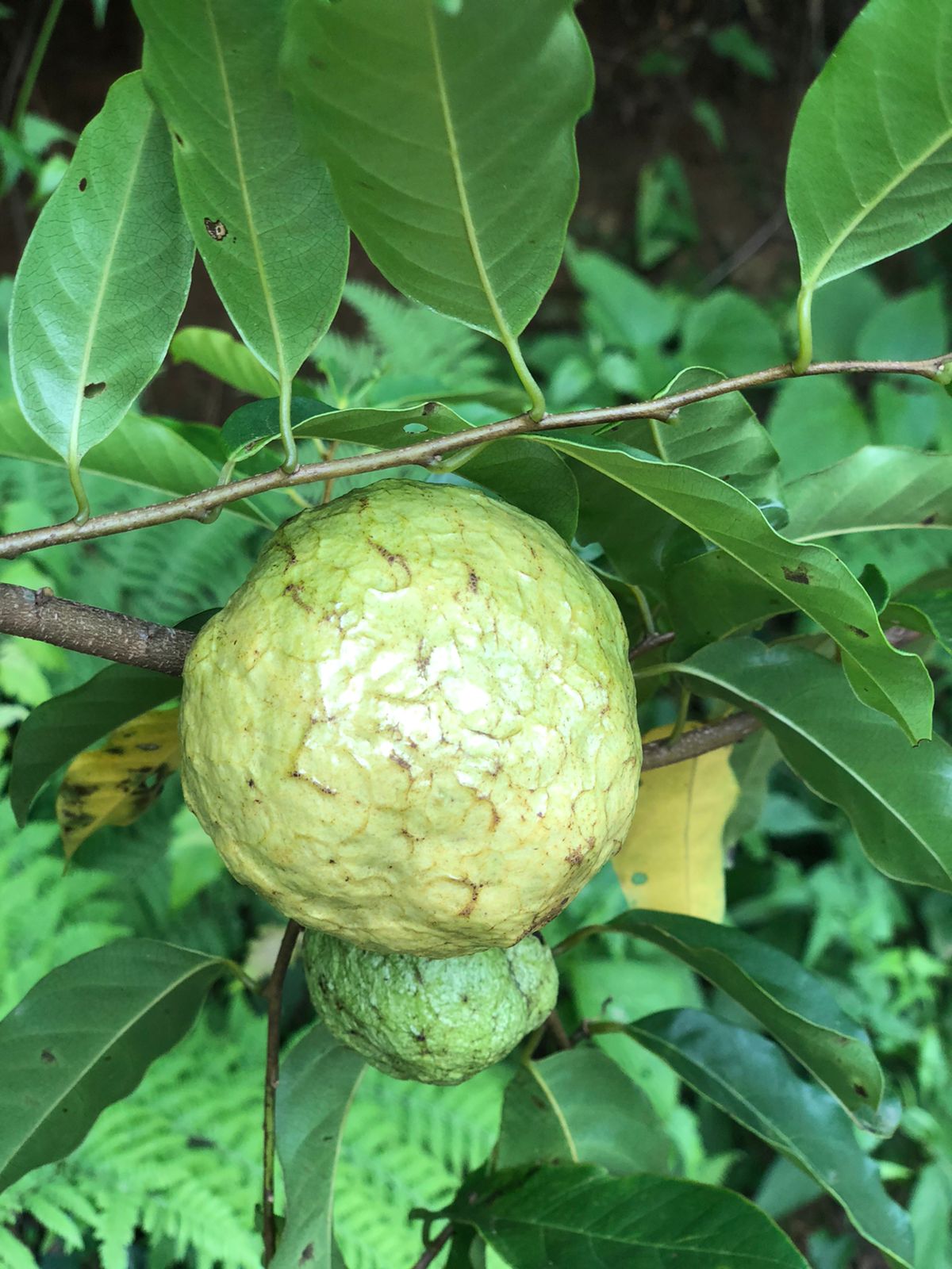 Annona rugulosa