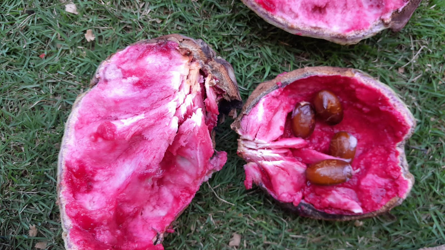 Annona macroprophyllata "Red Fruit Nougat"