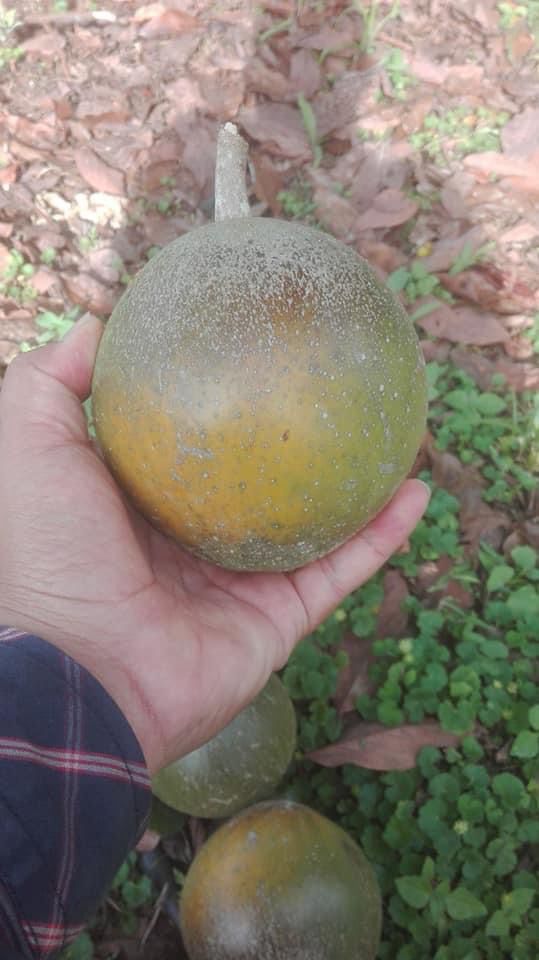 Pouteria sp. "Gigante de Colombia"