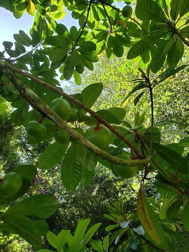 Pouteria sp. "Gigante de Colombia"