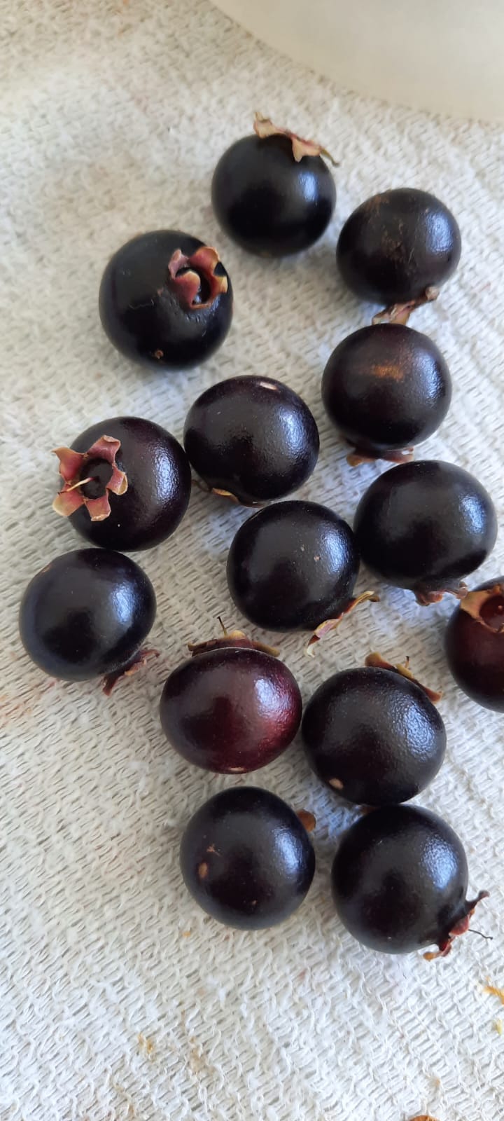 Campomanesia aromatica "Jumbo"