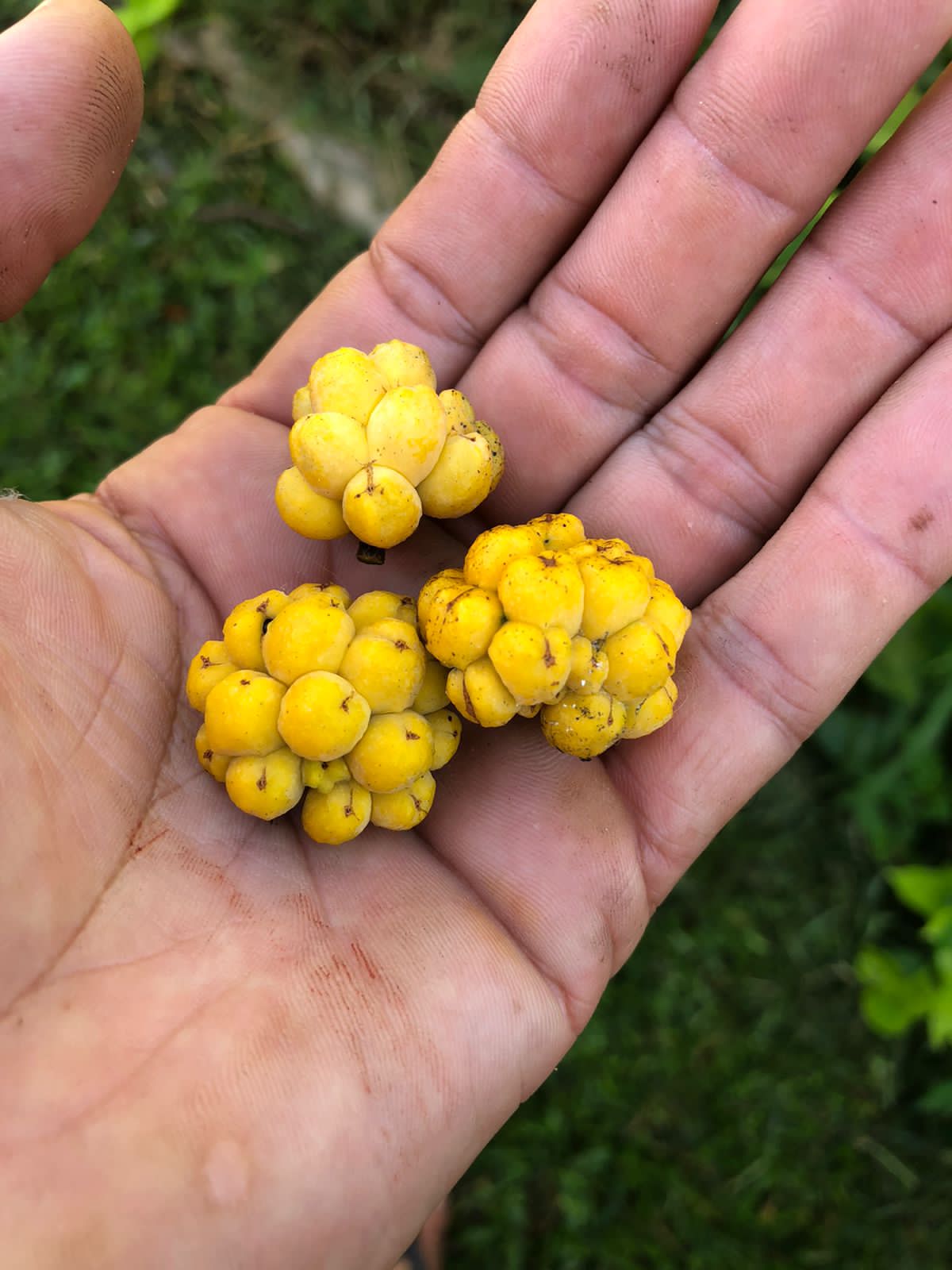 Annona maritima
