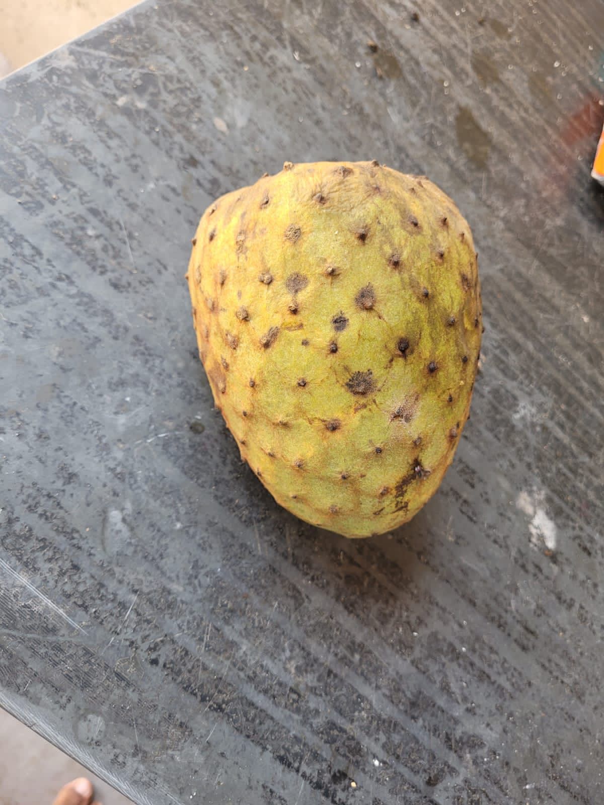 Annona aff. coriaceae "Maranhão Ultra Orange"