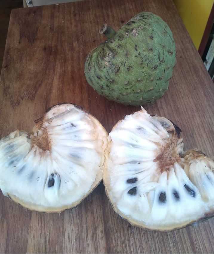 Annona salzmanii "Giant Black"
