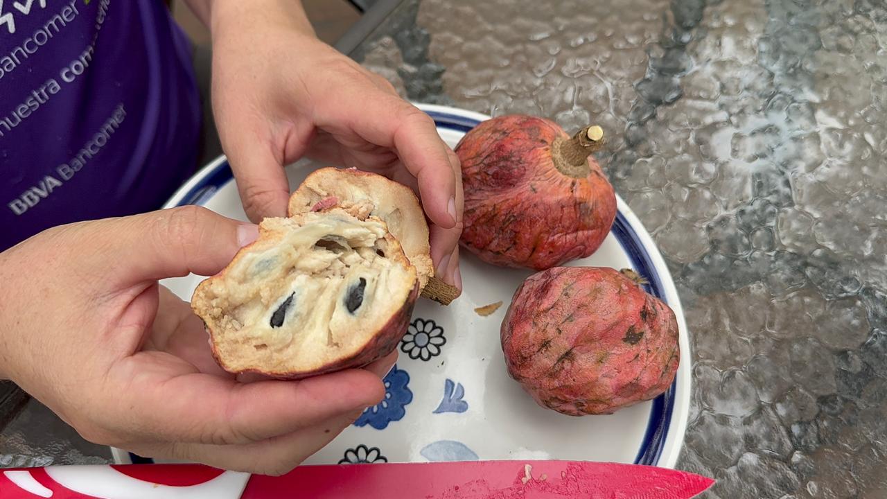 Annona reticulata "Red Skin"