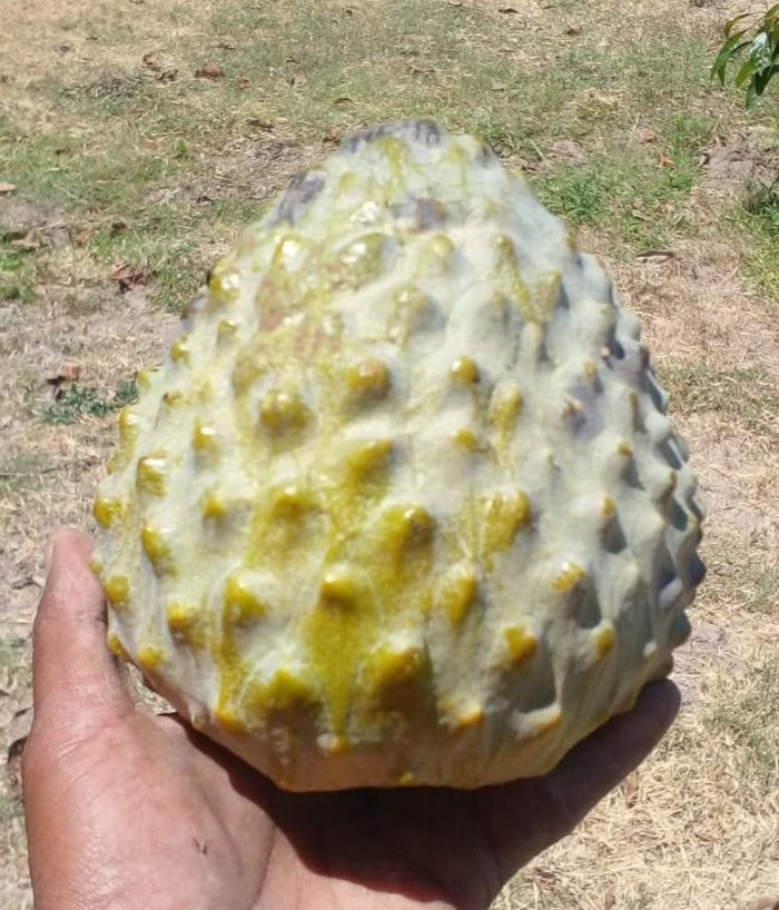 Annona reticulata "Lemon Scales"