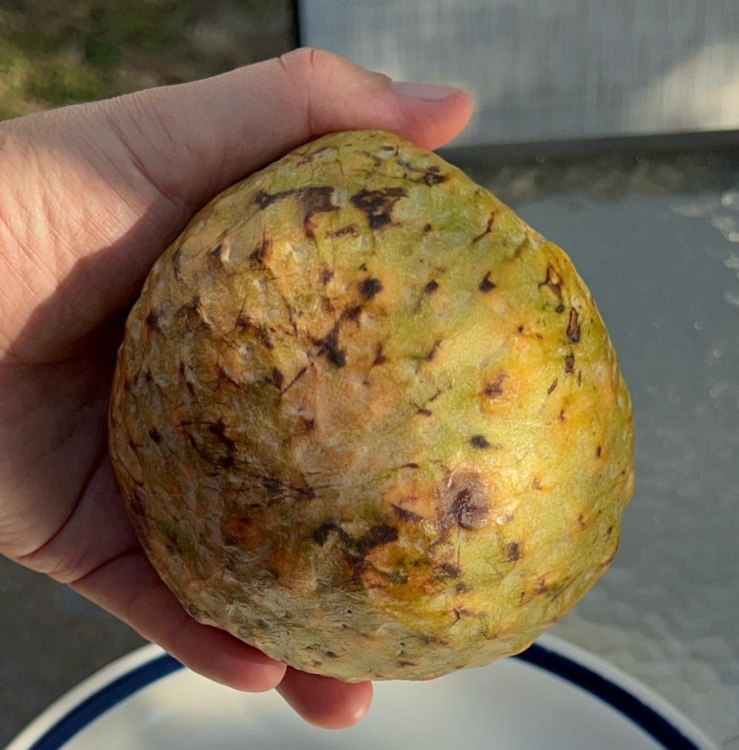 Annona reticulata "Anise"