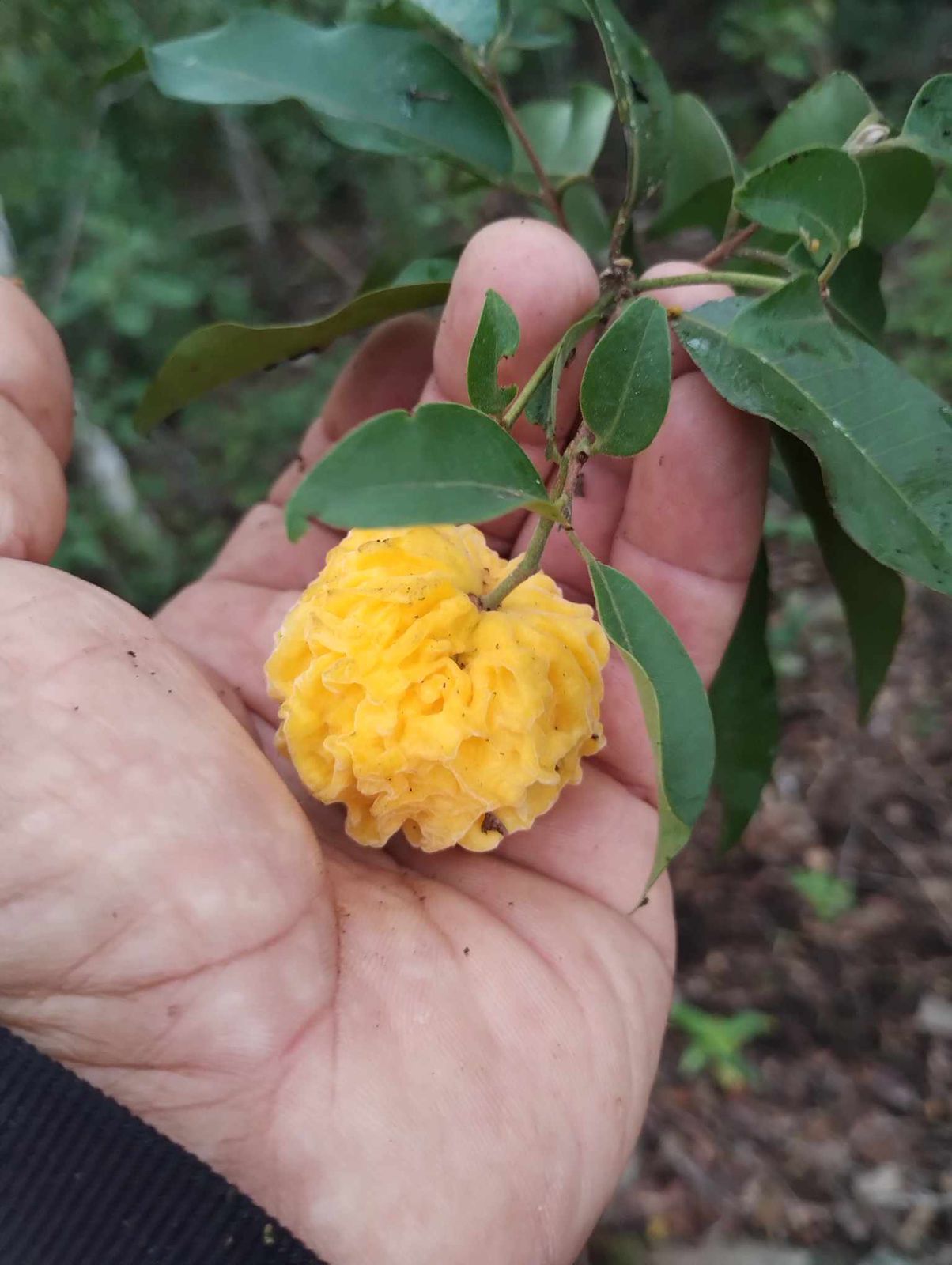 Eugênia sp. "Lã de Carneiro da Bahia "