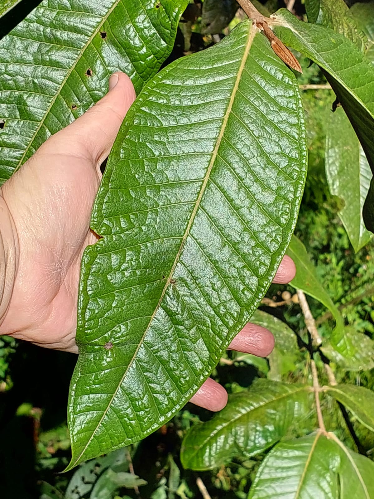 Myrcia spectabilis