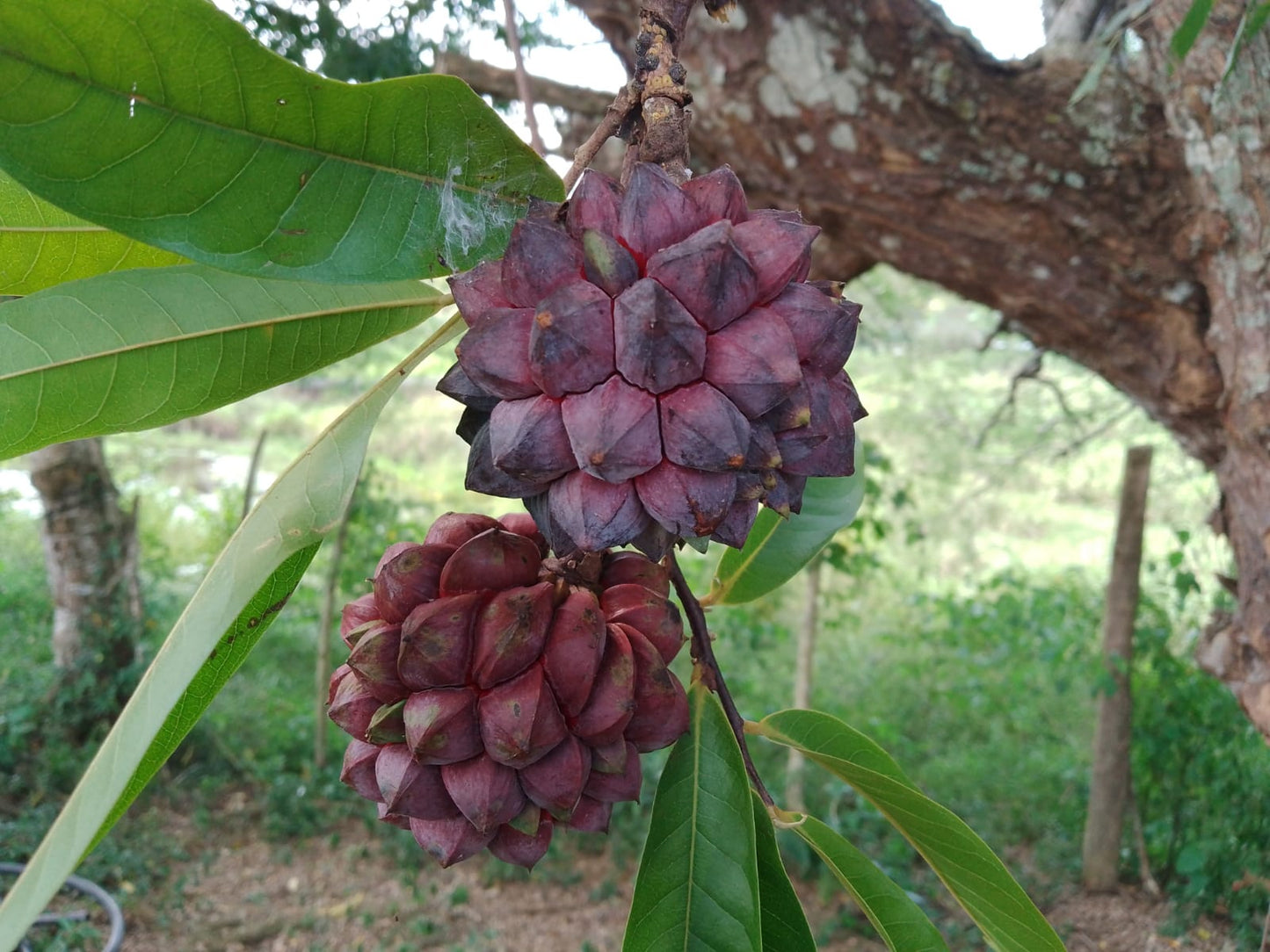 Duguetia cf. valllicola