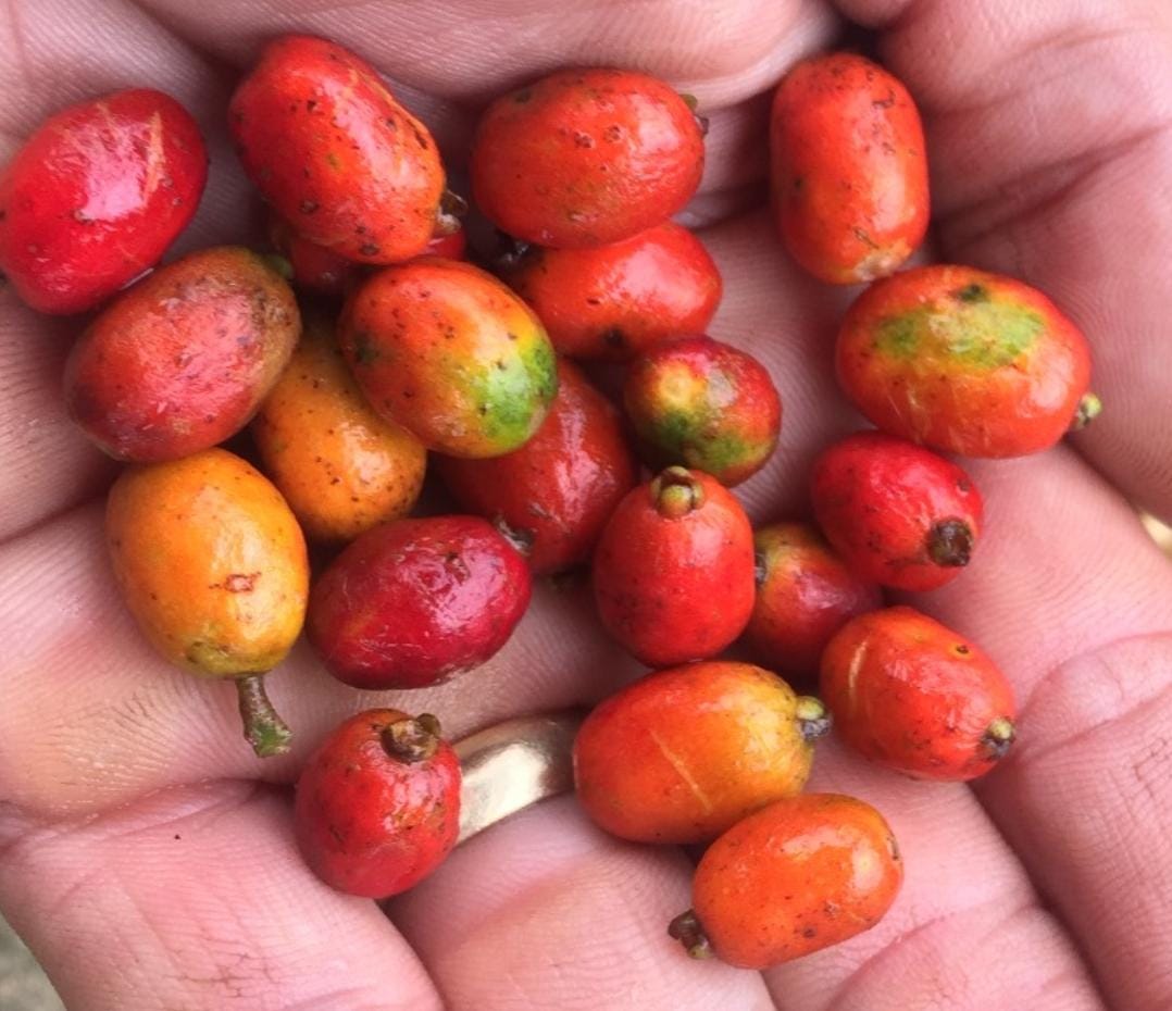 Eugenia Uragayensis Seeds AT Shipping