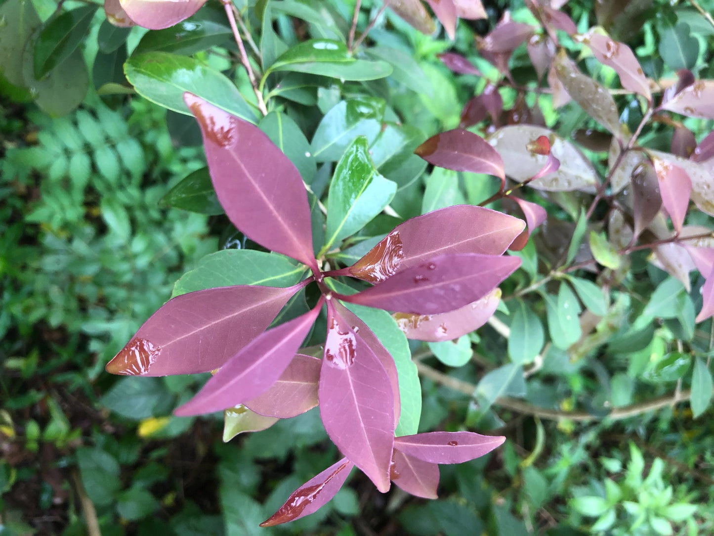 Eugenia uragayensis