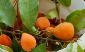 Eugenia beaurepairiana "Pyriformis"