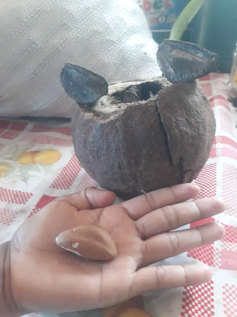 Bertholletia sp. "Castanha do Brasil Rosa Gigante"