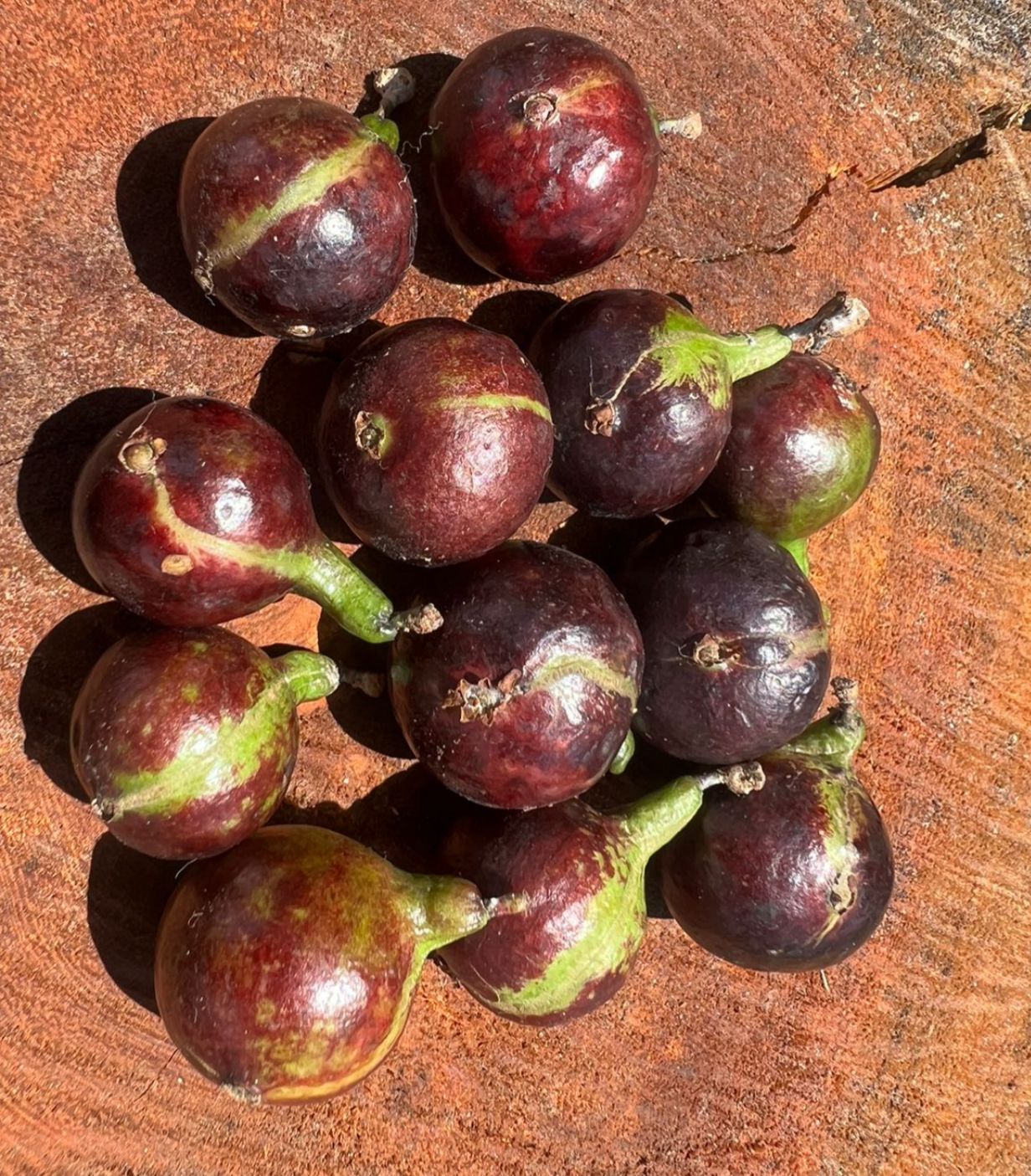Plinia sp. "Jabuticaba Navel Listra Lateral"