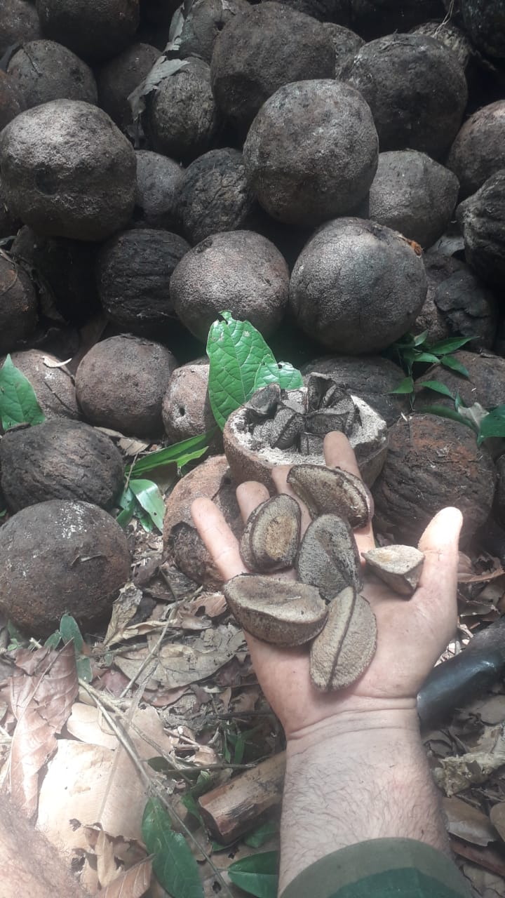 Bertholletia sp. "Castanha do Brasil Rosa Gigante"