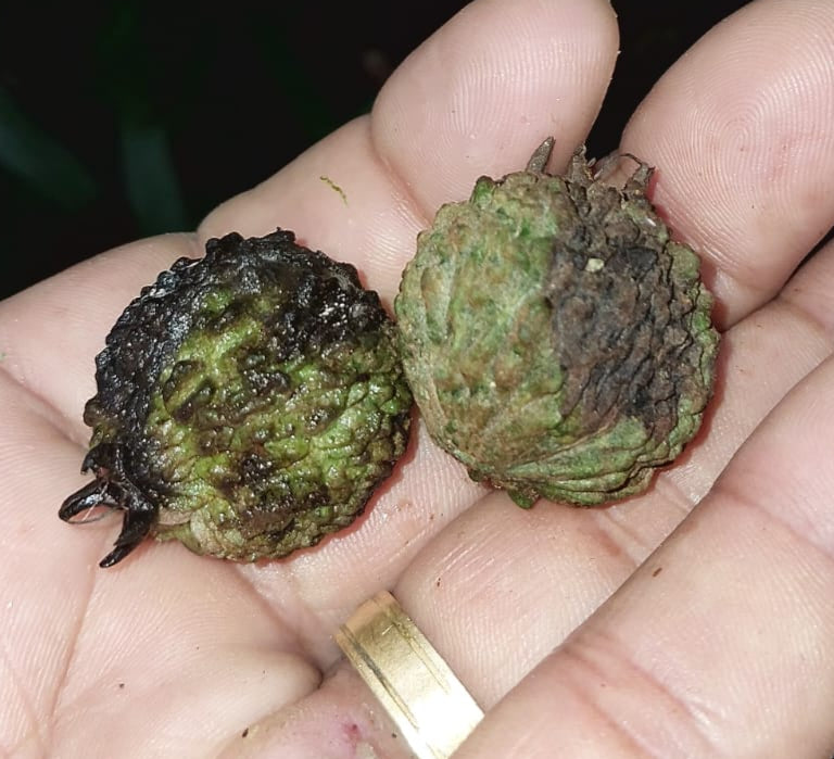 Eugenia octocostata 'Rio de Janeiro'