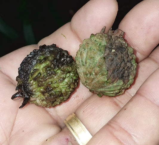 Eugenia octocostata 'Rio de Janeiro'