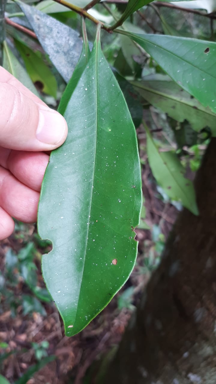 Eugenia octocostata 'Rio de Janeiro'