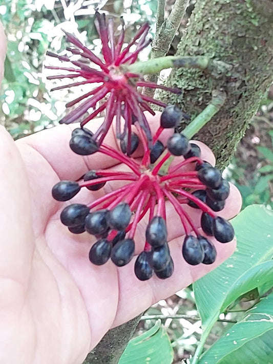 Guatteria candolleana