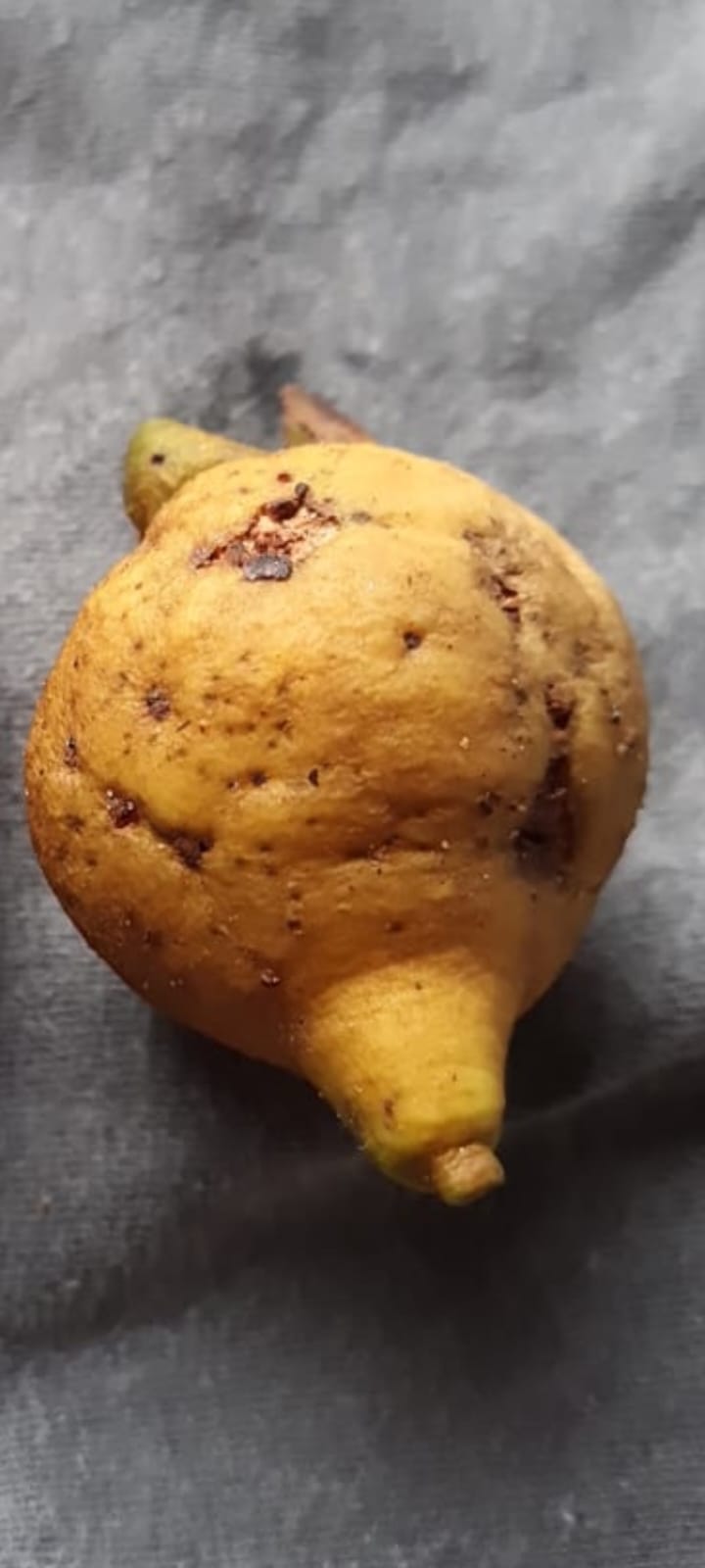 Campomanesia sp. "Jumbo Long-Neck"