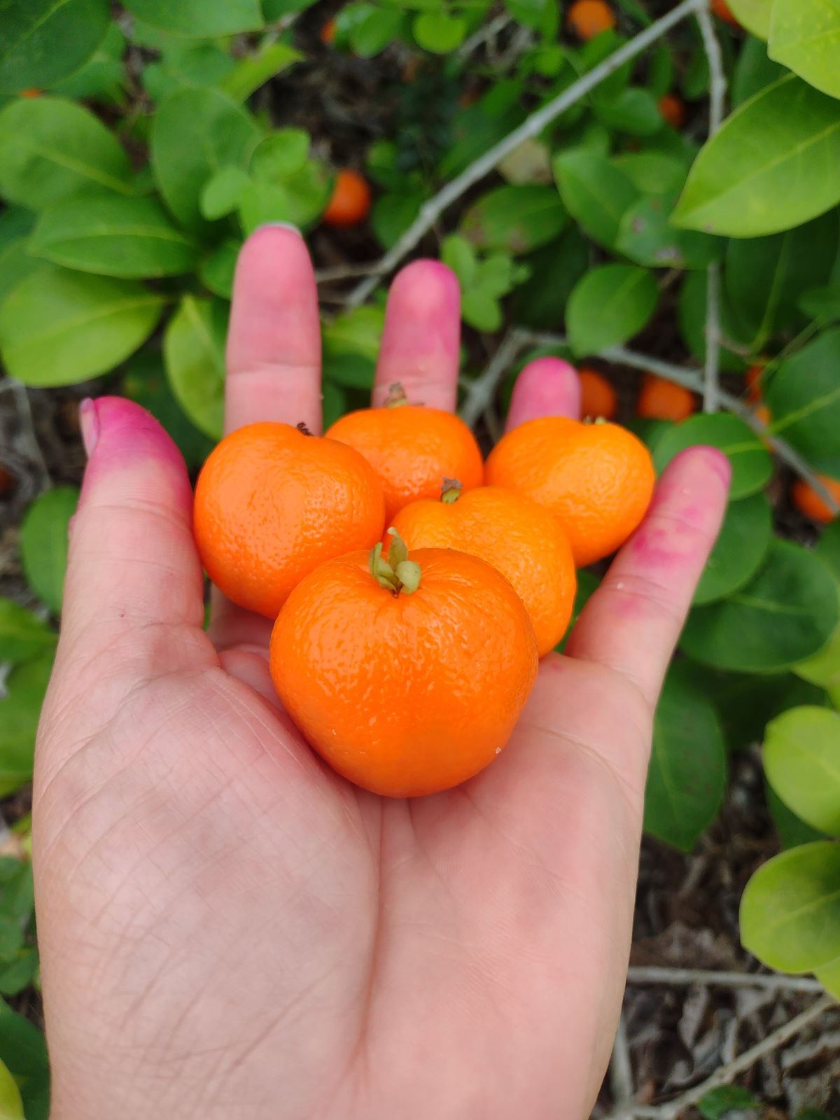 Eugenia dichroma "Laranja de Nazaré"