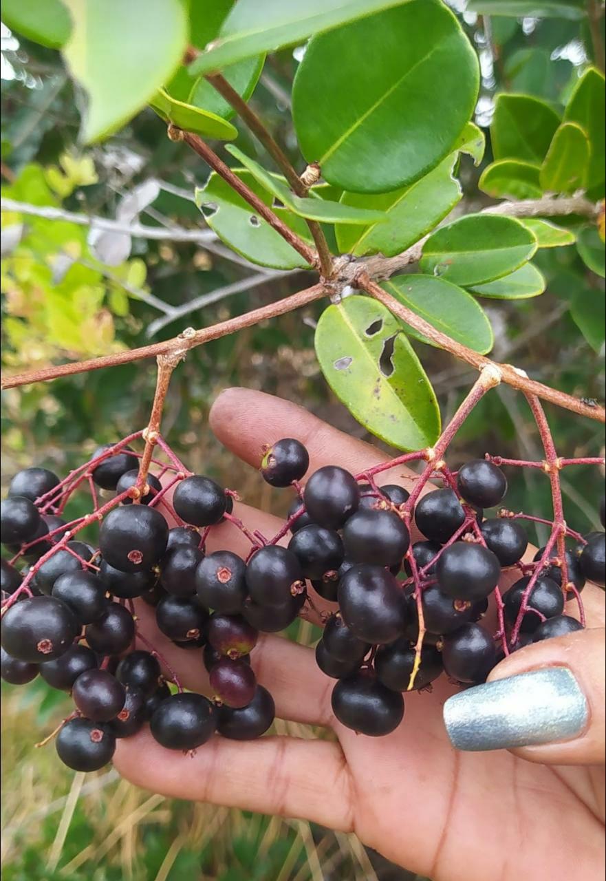 Myrcia sp. "Mapirunga"