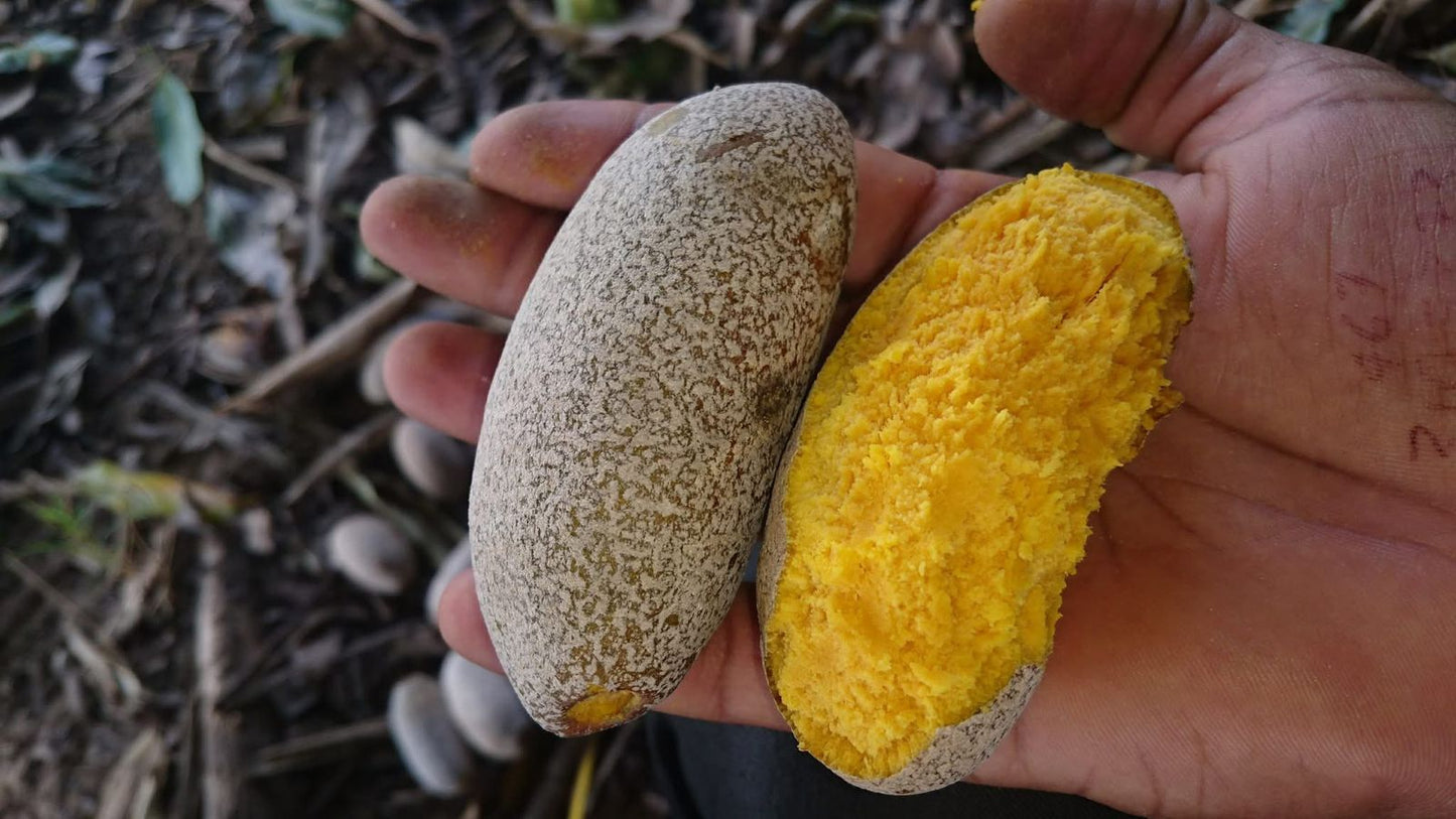 Parinari pachyphylla