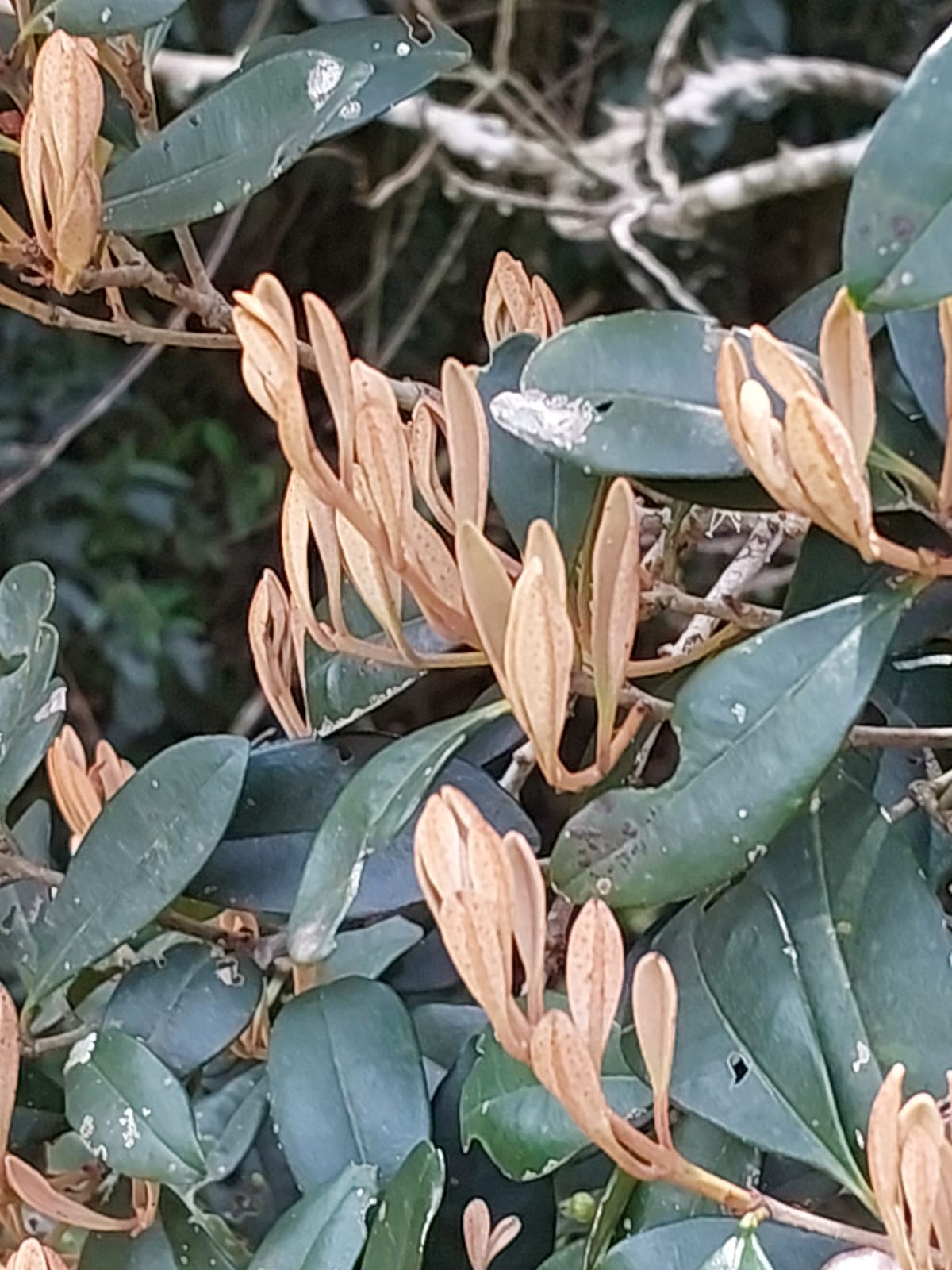 Eugenia sp. "Golden Shoots"