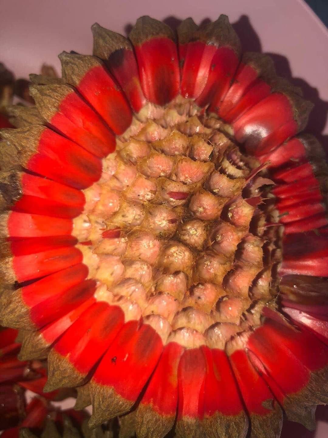 Duguetia spixiana