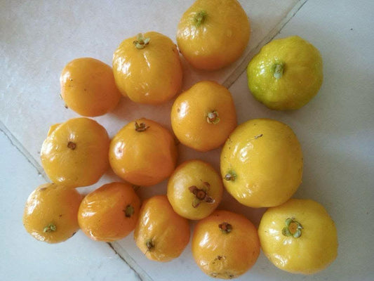 Eugenia sp. "Pirula lisa"