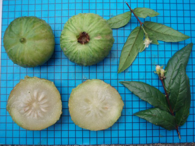 Campomanesia hirsuta